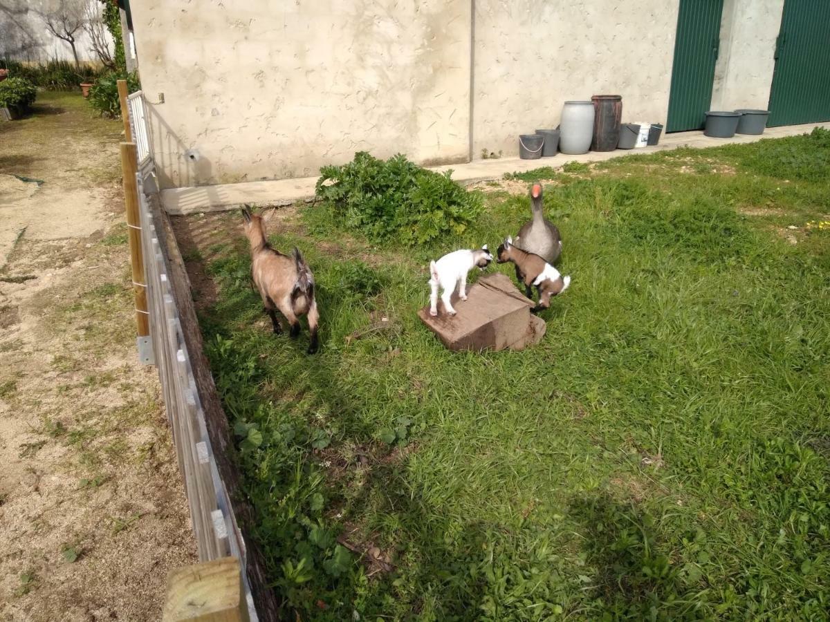 Quinta Da Mesa Villa Macinhata do Vouga Kültér fotó